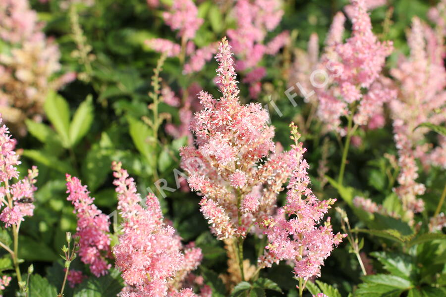 Čechrava Arendsova 'Diamant' - Astilbe arendsii 'Diamant'