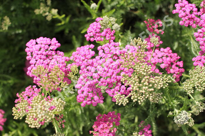 Řebříček obecný 'Little Sussie' - Achillea millefolium 'Little Sussie'