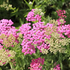 Řebříček obecný 'Little Sussie' - Achillea millefolium 'Little Sussie'