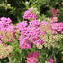 Achillea millefolium 'Little Sussie'_02.JPG