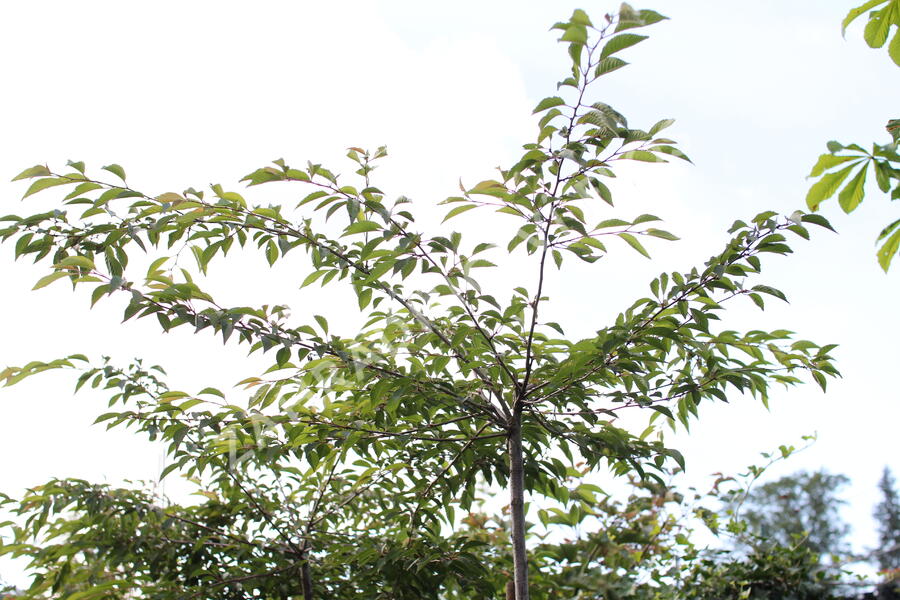 Sakura 'Pink Balerina' - Prunus 'Pink Balerina'