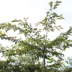 Sakura 'Pink Balerina' - Prunus 'Pink Balerina'