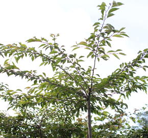 Sakura 'Pink Balerina' - Prunus 'Pink Balerina'