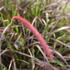 Pennisetum setaceum 'Rubrum'.JPG