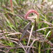 Dochan setý 'Rubrum' - Pennisetum setaceum 'Rubrum'