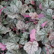 Dlužela 'Quicksilver' - Heucherella hybrida 'Quicksilver'