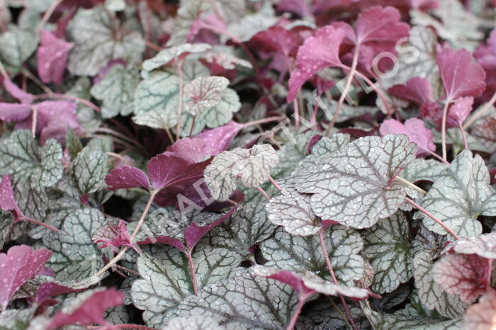 Dlužela 'Quicksilver' - Heucherella hybrida 'Quicksilver'