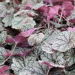 Dlužela 'Quicksilver' - Heucherella hybrida 'Quicksilver'