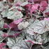 Heucherella hybrida 'Quicksilver'_02.JPG