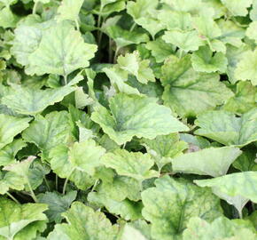 Mitrovnička 'Tiger Stripe' - Tiarella cordifolia 'Tiger Stripe'