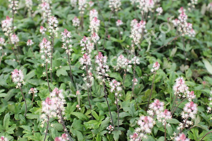 Mitrovnička 'Raspberry Sundae' - Tiarella laciniata 'Raspberry Sundae'