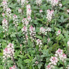 Mitrovnička 'Raspberry Sundae' - Tiarella laciniata 'Raspberry Sundae'