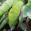 Kolokázie jedlá 'Hawaiian Punch' - Colocasia esculenta 'Hawaiian Punch'