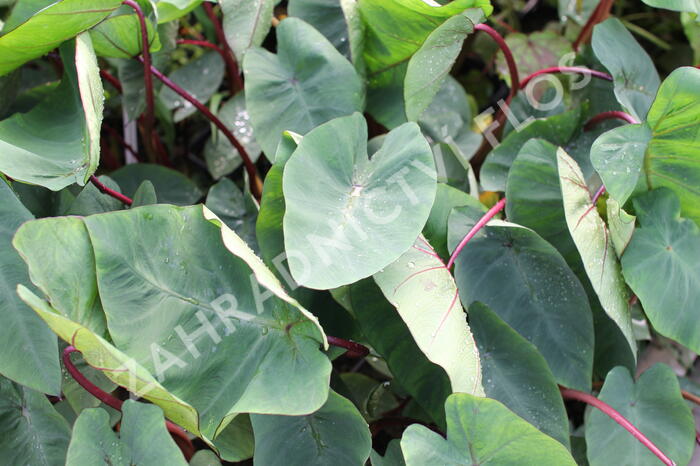 Kolokázie jedlá 'Hawaiian Punch' - Colocasia esculenta 'Hawaiian Punch'