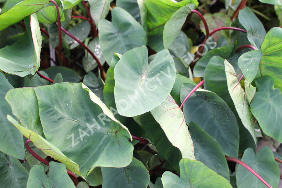 Kolokázie jedlá 'Hawaiian Punch' - Colocasia esculenta 'Hawaiian Punch'