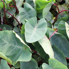 Kolokázie jedlá 'Hawaiian Punch' - Colocasia esculenta 'Hawaiian Punch'