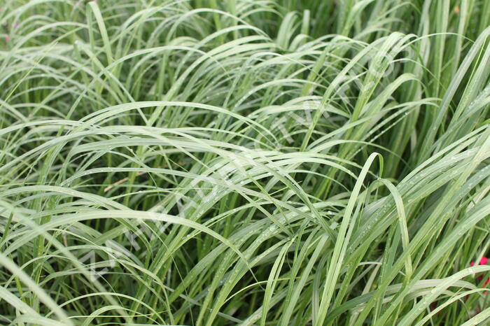 Pampová tráva 'White Mistral' - Cortaderia selloana 'White Mistral'