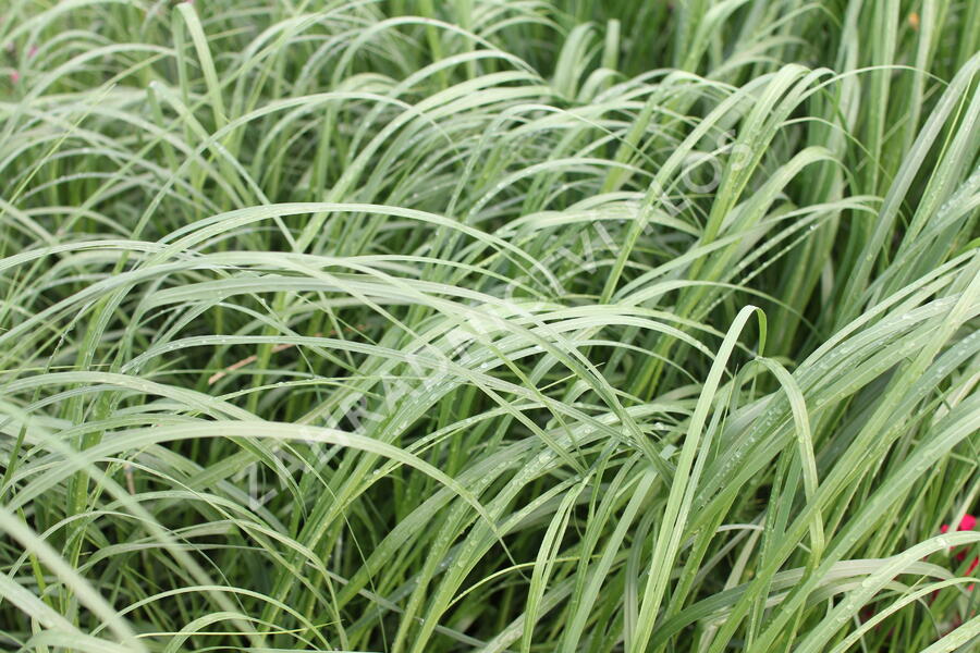 Pampová tráva 'White Mistral' - Cortaderia selloana 'White Mistral'