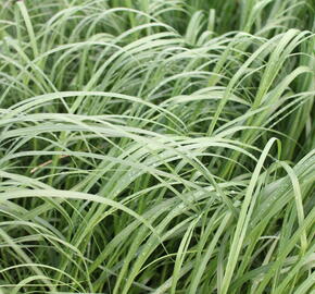 Pampová tráva 'White Mistral' - Cortaderia selloana 'White Mistral'