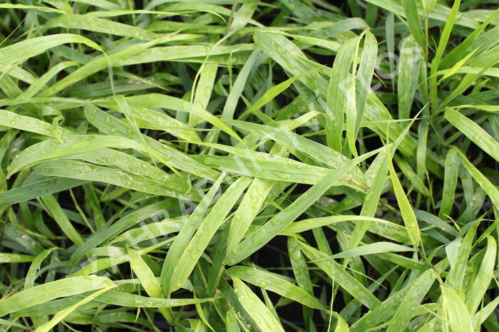 Rákosník japonský - Hakonechloa macra