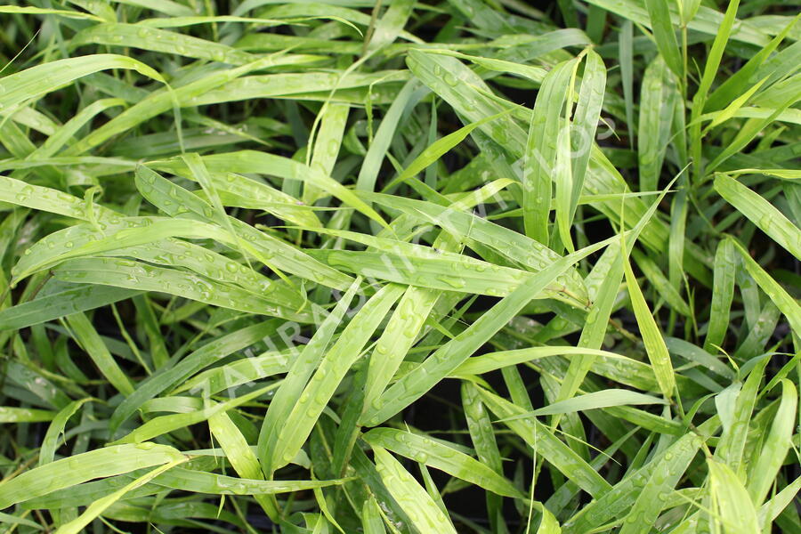 Rákosník japonský - Hakonechloa macra