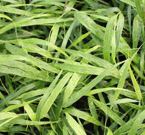 Rákosník japonský - Hakonechloa macra