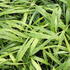 Hakonechloa macra.JPG