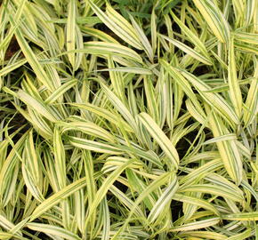 Rákosník japonský 'Naomi' - Hakonechloa macra 'Naomi'