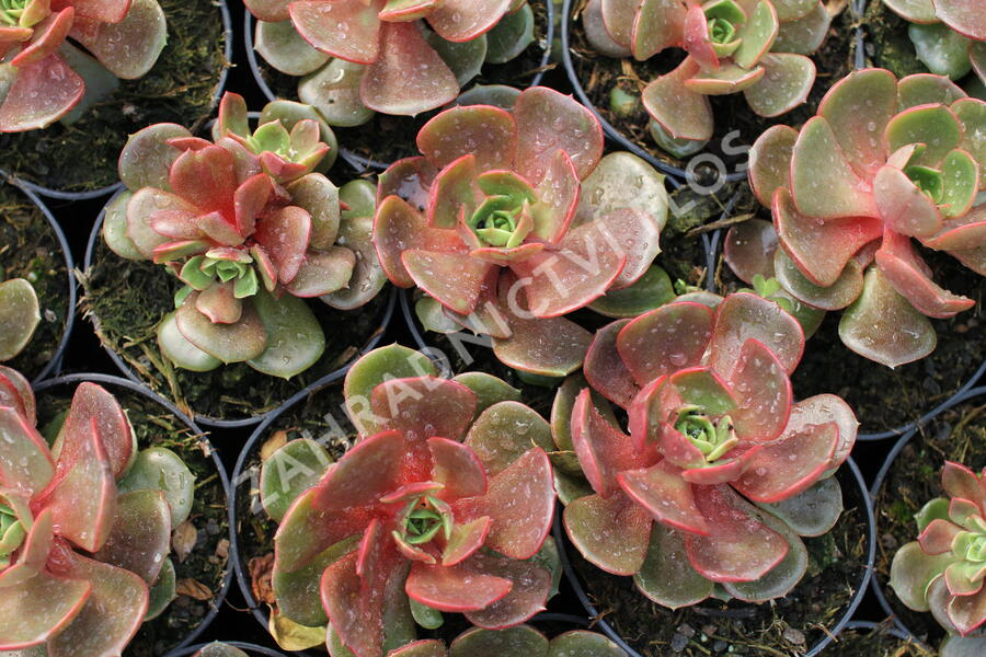 Dužnatka 'Mont' - Echeveria agavoides 'Mont'