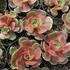 Echeveria agavoides 'Mont'.JPG