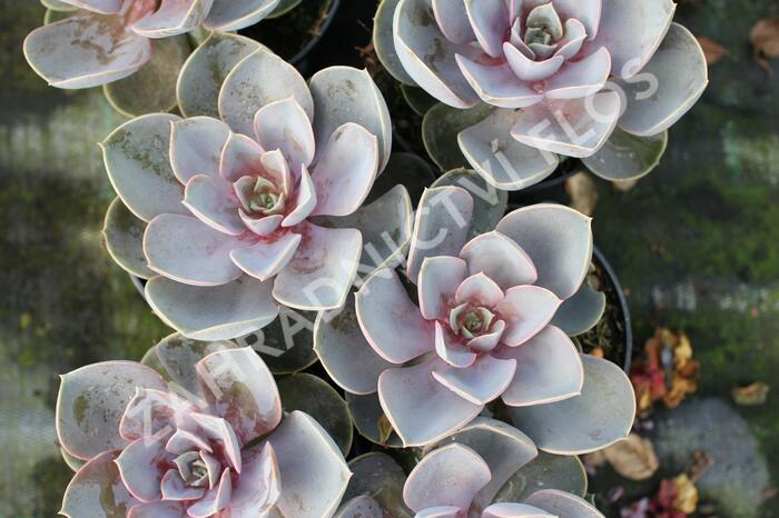 Dužnatka 'Pearl of Numberg' - Echeveria 'Pearl of Numberg'