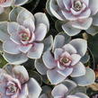 Dužnatka 'Pearl of Numberg' - Echeveria 'Pearl of Numberg'