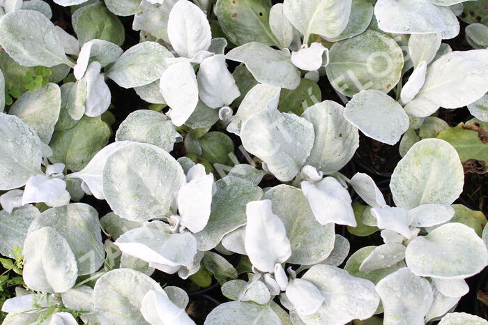 Starček 'Angel Wings'® - Senecio candidans 'Angel Wings'®