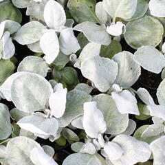 Starček 'Angel Wings'® - Senecio candidans 'Angel Wings'®