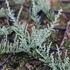 Olearia 'Silver Knight'.JPG