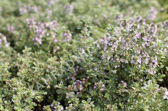 Mateřídouška 'Silver Queen' - Thymus citriodorus 'Silver Queen'