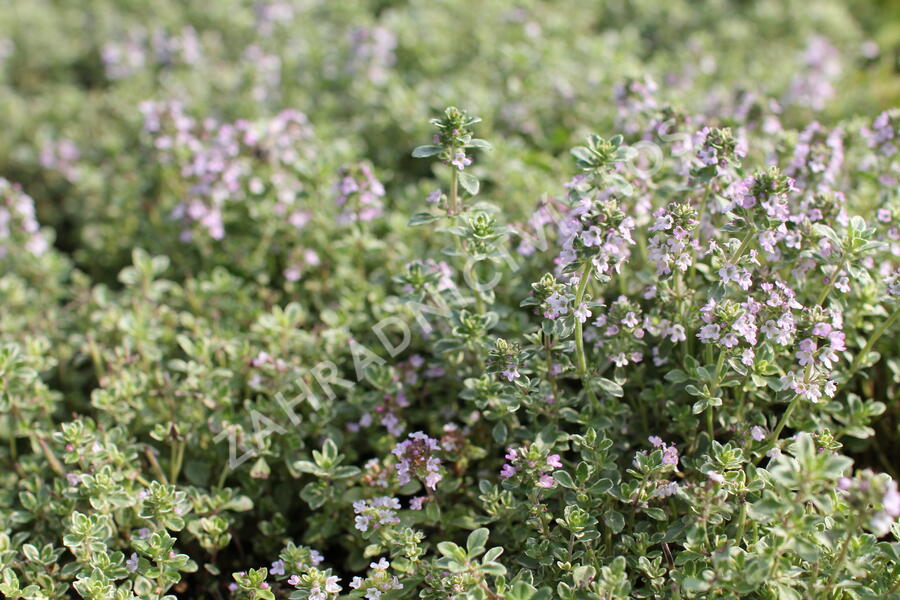 Mateřídouška 'Silver Queen' - Thymus citriodorus 'Silver Queen'