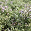 Mateřídouška 'Silver Queen' - Thymus citriodorus 'Silver Queen'