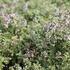 Thymus citriodorus 'Silver Queen'.JPG