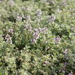 Mateřídouška 'Silver Queen' - Thymus citriodorus 'Silver Queen'