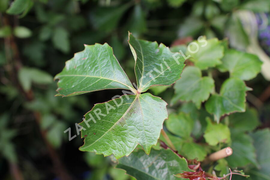 Přísavník trojcípý 'Green Spring' - Parthenocissus tricuspidata 'Green Spring'