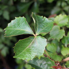 Přísavník trojcípý 'Green Spring' - Parthenocissus tricuspidata 'Green Spring'