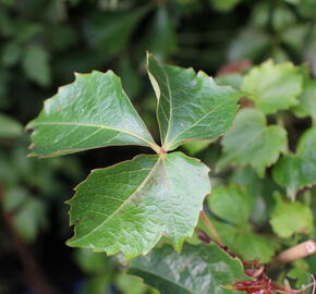 Přísavník trojcípý 'Green Spring' - Parthenocissus tricuspidata 'Green Spring'