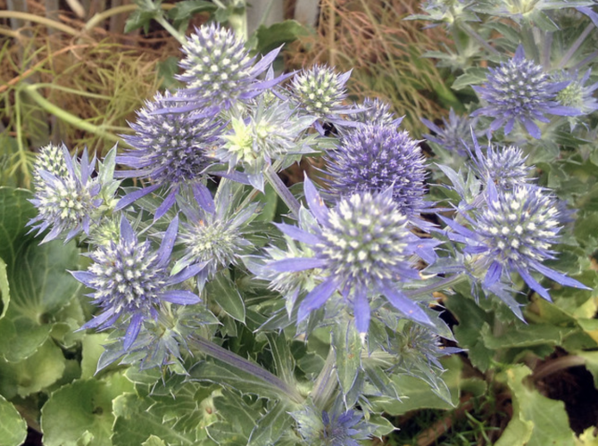 Máčka plocholistá 'Tiny Jackpot' - Eryngium planum 'Tiny Jackpot'