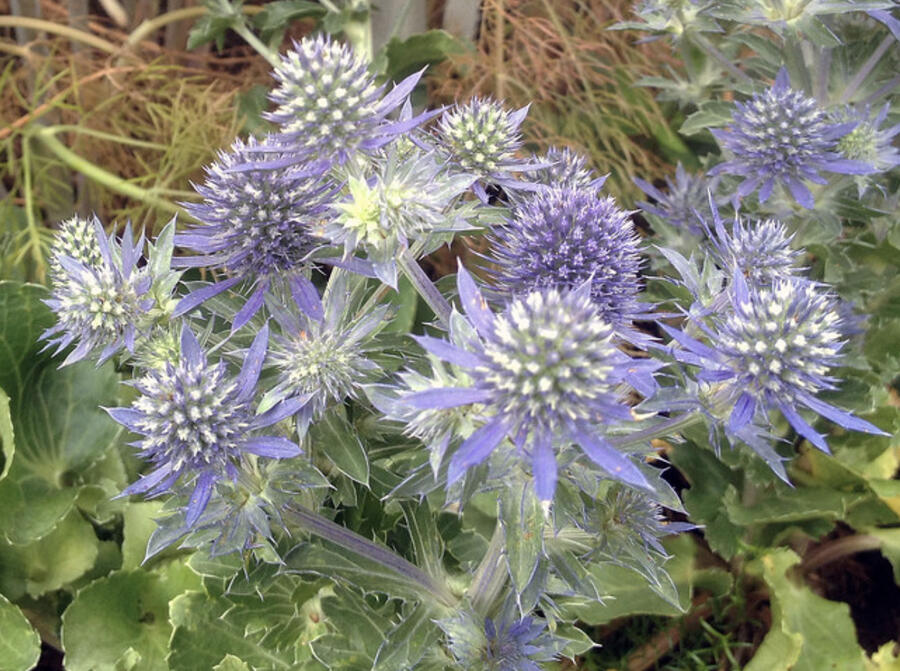 Máčka plocholistá 'Tiny Jackpot' - Eryngium planum 'Tiny Jackpot'