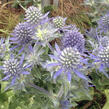 Máčka plocholistá 'Tiny Jackpot' - Eryngium planum 'Tiny Jackpot'