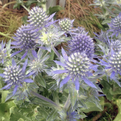 Máčka plocholistá 'Tiny Jackpot' - Eryngium planum 'Tiny Jackpot'