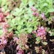 Rozchodník pochybný - Sedum spurium 'Roseum'