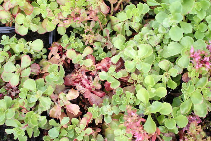 Rozchodník pochybný - Sedum spurium 'Roseum'