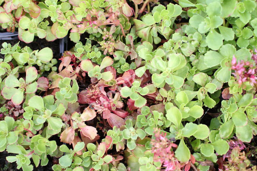 Rozchodník pochybný - Sedum spurium 'Roseum'